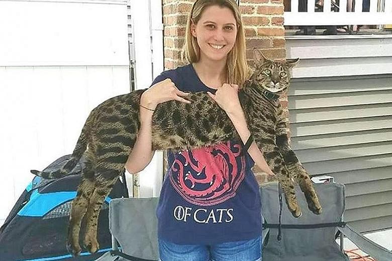The world's tallest domestic cat has gone missing, and its owners are offering a US$25,000 (S$34,000) reward in bitcoins for its return. Arcturus, a spotted Savannah measuring 48.4cm high, was recognised by the Guinness World Records this year. But t