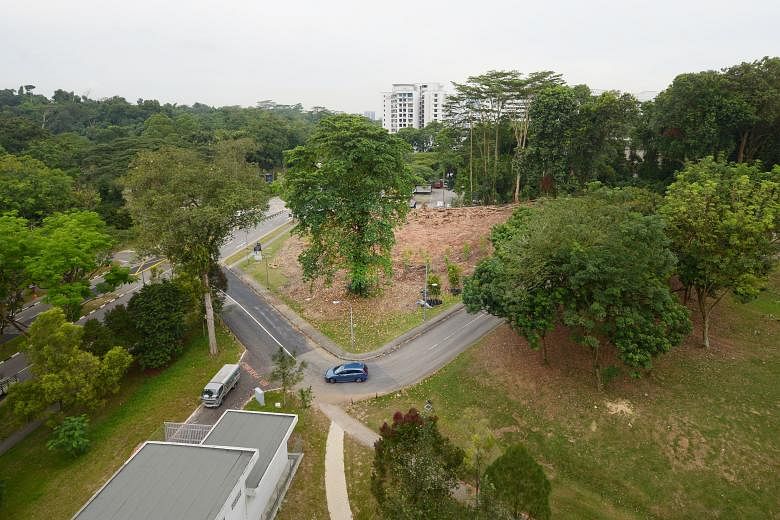 The plot of land razed (at centre) had been covered with non-native Albizia trees, which are considered vulnerable to storms and more prone to falling because of their brittle wood structure and shallow roots. NParks is now replanting the plot with n