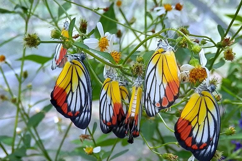 The red and yellow colours on the ventral wings of the painted jezebel serve as warning signals to predators. The butterfly is commonly found in urban and forested landscapes throughout the Asia-Pacific region, including Singapore.