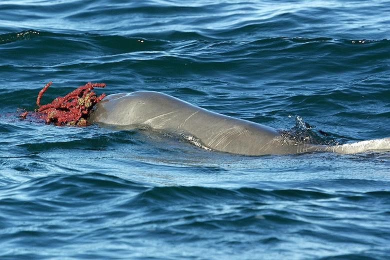 A humpback dolphin with a marine sponge. The latest example of sponges as gifts could be male dolphins showing off in order to present their strength.