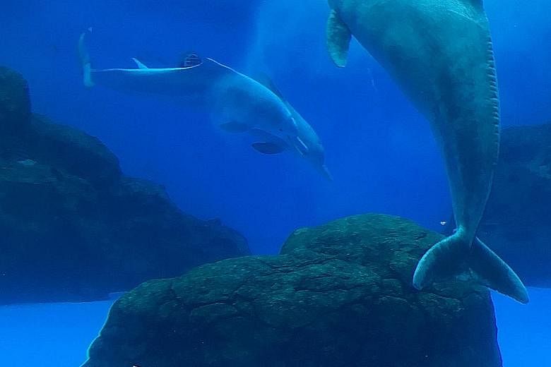 Two of the pink dolphins from Underwater World Singapore that were sent to Chimelong Ocean Kingdom in Zhuhai, China. They were among seven pink dolphins that were the main stars at Underwater World Singapore.