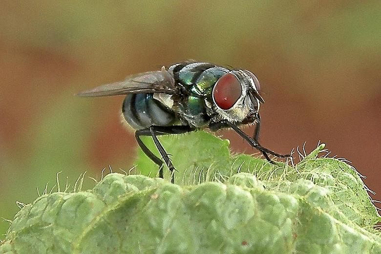 Research led by Professor Stephan Schuster has found that the blowfly, one of the most common flies here that love to feed on rotting meat, carries hundreds of species of bacteria, mostly concentrated on its legs and wings.