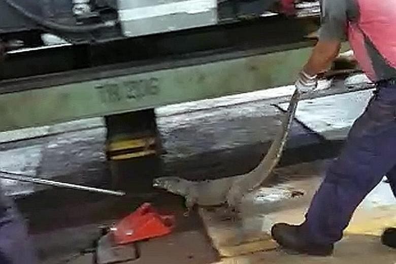 A screen capture from a video posted on Stomp shows an SMRT employee dragging away a monitor lizard hiding in the undercarriage of a train.