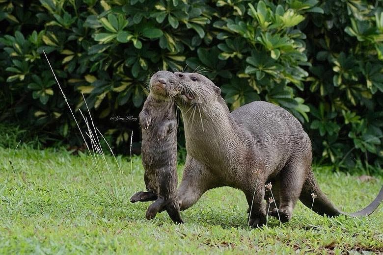 An otter and a pup (above) and a new litter (below) spotted in the Marina Bay area. Biology lecturer N. Sivasothi, who heads OtterWatch, said that though the number now exceeds 60, its population growth hinges on the availability of food and competit