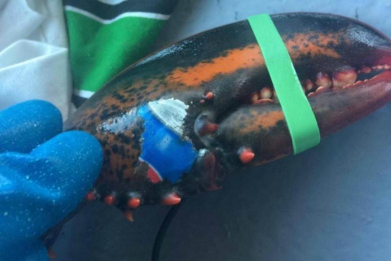 Lobster With Pepsi Logo tattoo Found In Canada Sparking Fears Over 
