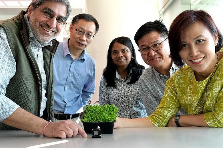 (From left) Principal investigator Rajeev Ram and team members Yin Zhongchao, Sarojam Rajani, Jang In-Cheol and Azlinda Anwar are working on sensors that can monitor plants to grow healthier, leafier crops.