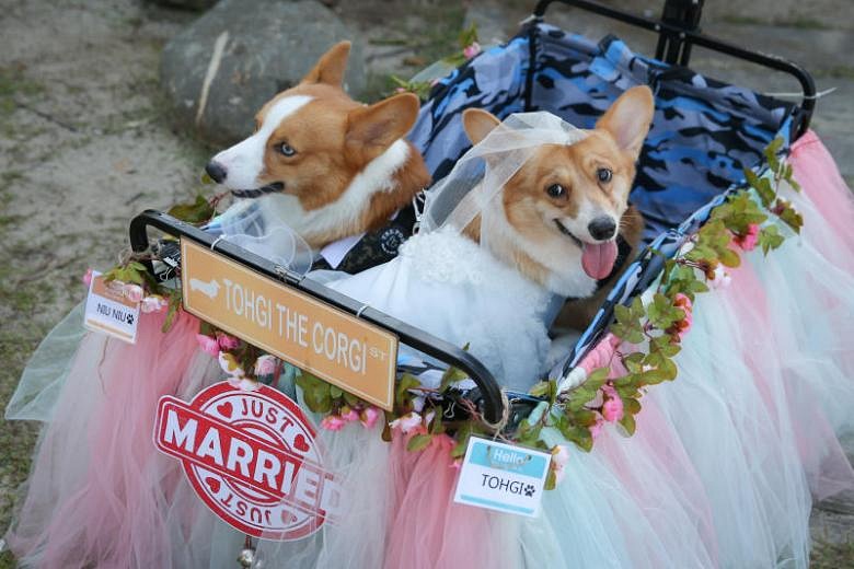 Corgi clearance wedding dress