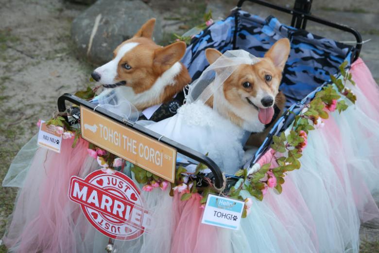 Over 100 corgis gather for Singapore's 'largest meet' at Sentosa | The ...