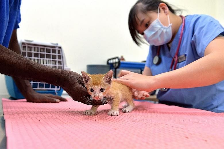 A stray kitten being examined by veterinary surgeon Pearlyn Ting at the SPCA clinic in Sungei Tengah, which is able to provide only basic treatment now because of financial constraints. The SPCA hopes to develop it into a proper healthcare facility f
