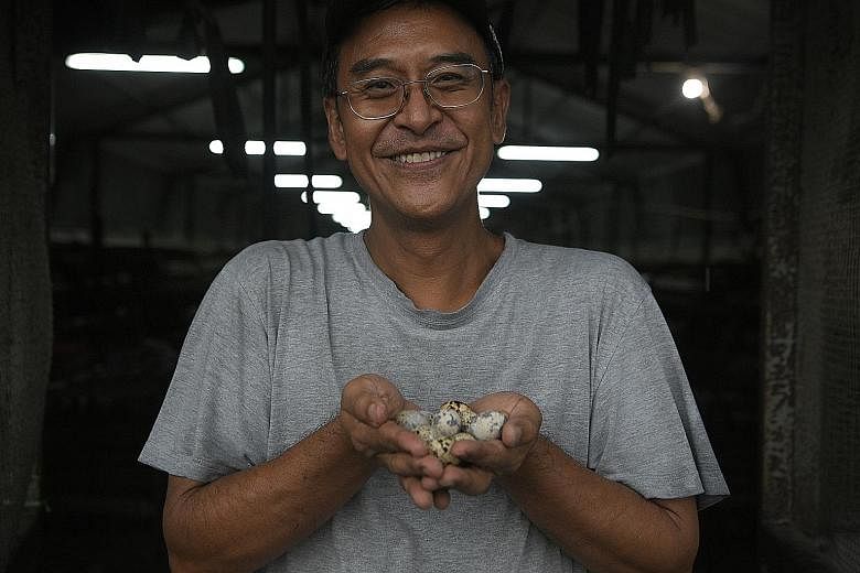 Mr William Ho, owner of Lian Wah Hang Farm in Lim Chu Kang, says local produce is more likely to be antibiotic-free than imported produce. Quails being fed at Lian Wah Hang Farm. Maintaining a clean environment has also helped farmers in Singapore to
