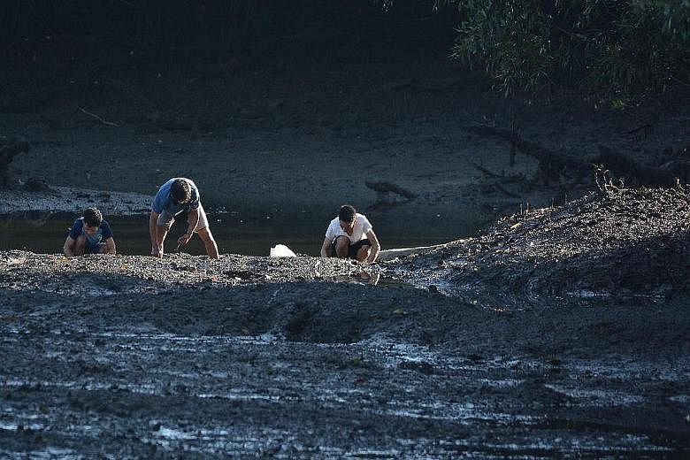 Nature guide Ben Lee said he spotted three men digging up shellfish and putting them into plastic bags at Sungei Buloh Wetland Reserve on Sunday. He alerted the National Parks Board, which confiscated the shellfish and returned them to the mudflats.