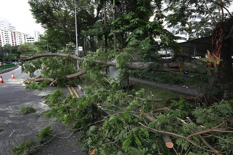 A branch of a fallen tree blocked traffic on two lanes of Lower Delta Road on Nov 22. The 361 incidents of toppled trees and fallen branches reported this year are a drop of more than 85 per cent from 3,000 in 2001, NParks said.