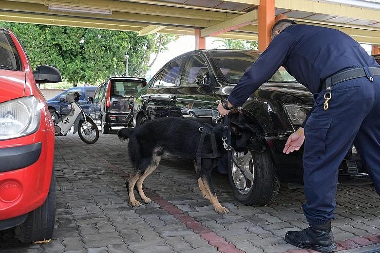 Senior Staff Sergeant Wong Wenxiong leads Esso through a training session at Mowbray Camp. The dog sniffs at various cars, and sits when it reaches a red one, indicating that it has detected a bomb.