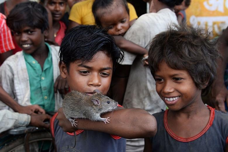 The Rat Eaters of India: A marginalised community that may be the