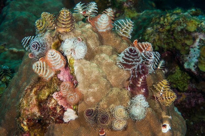 The Christmas tree worms emerge from tubes made of calcium carbonate secretions to filter feed, procreate and breathe with a part of their body called the branchial crown. Bright, spiral-shaped "cones" are the branchial crowns of the Christmas tree w