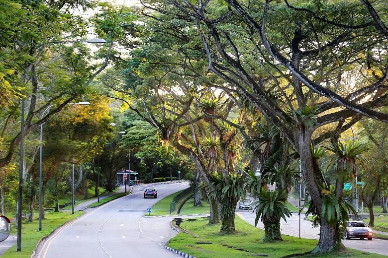 The writer calls a 1 1/2km stretch of Yio Chu Kang Road his "refuge". This green belt is where he usually goes for his Sunday walks, to get away from life's "pesky little irritations". Driving shows you nothing, he says. Instead, it is only when one 