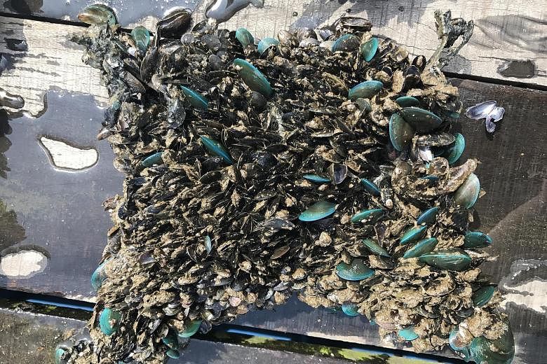 Asian green mussels on an uncoated surface. Organisms such as these can cost the shipping industry $40 billion worldwide each year.