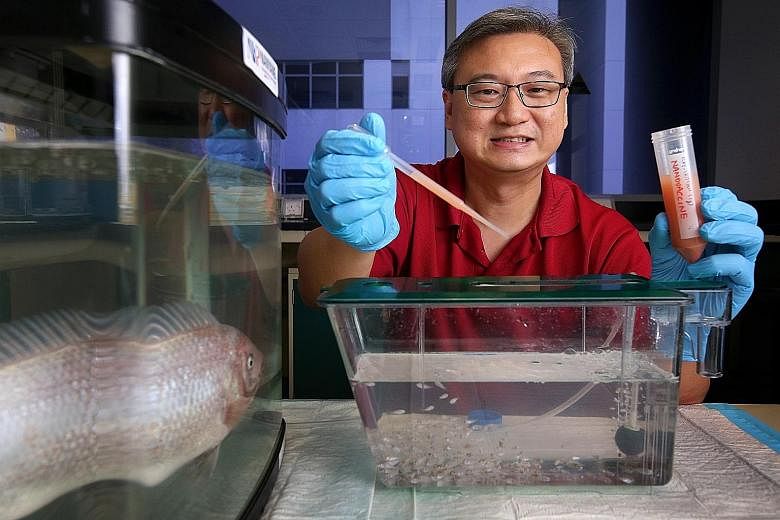 Nanyang Polytechnic's Dr Jeffrey Seng with the nanovaccine. The powder form is first diluted in water, then dripped into the fish tank. Dr Seng's team came up with the nanovaccine, where a vaccine for tenacibaculum maritimum is packaged into a materi