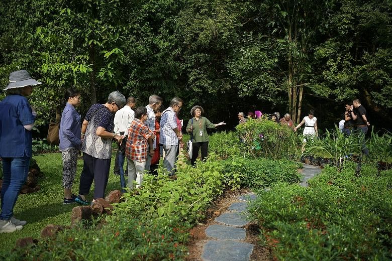 NParks nature guide volunteer Kwan Sau Kuen (in green), 64, sharing her knowledge of spices with President's Challenge beneficiaries from the Yong-en Care Centre for the elderly during a garden tour of the Istana.