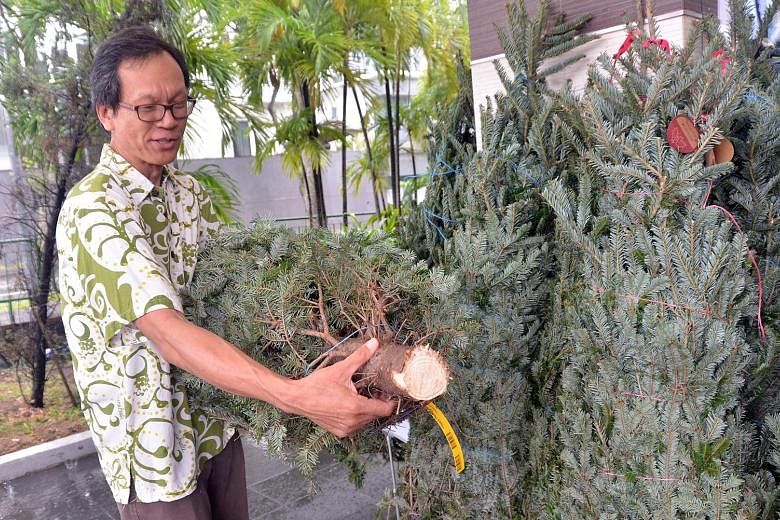 Nature Society (Singapore) president Shawn Lum counting the rings in the Fraser fir's trunk. The trees take on average seven years to reach their marketable height.