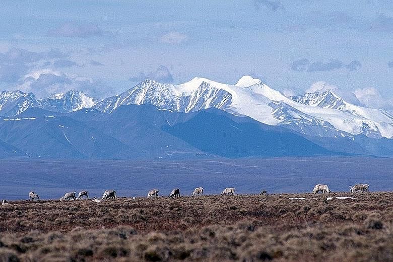 Caribou grazing on the coastal plains of the Arctic National Wildlife Refuge. Long eyed by the oil and gas industry, the refuge has been jealously guarded by environmentalists and local indigenous people who still live off the land and on the herds o