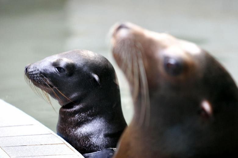 Sea lions are attacking swimmers in the San Francisco Bay