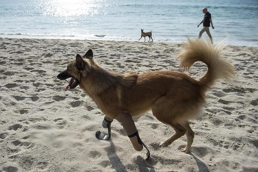 A dog in Thailand which had its legs hacked off for chewing a pair of shoes is running free again after being fitted with the type of blades used by paralympic runners. Cola's front legs were sliced off with a sword about a year ago in a violent atta