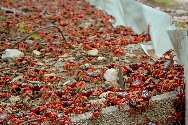 The red crab migration turns the streets on Christmas Island a bright red. The phenomenon can be viewed on Google Maps Street View from early next year. But Lee Kong Chian museum visitors can watch it first.