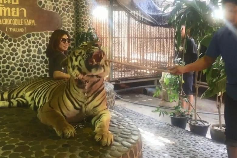 Thai zoo under fire after video of staff repeatedly poking tiger's face  with stick goes viral