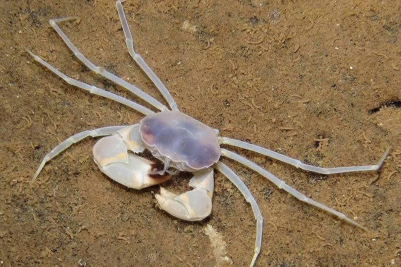 The discovery of the crab was made in the marine caves of Christmas Island, and it represented a new family, new genus and new species. Prof Ng said: "To find a new species is cool. To find a new genus is ecstatic. To find a new family - well - that 