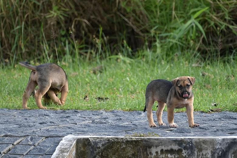 Stray puppies spotted at the Sungei Buloh Wetlands Reserve in January this year. AVA estimates there are currently about 7,000 stray dogs in Singapore and aims to sterilise 70 per cent of them in five years.