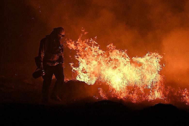 The carcass of an animal that died of a severe drought in Bandarbeyla district in Somalia in March. A firefighter lighting a backfire to try and contain the Thomas wildfire in Ojai, California, earlier this month. A dead fish floating in algae in the