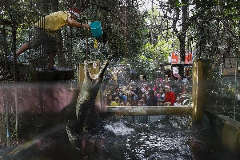 A zoo staff feeding crocodiles at the Malabon Zoo in Malabon City, north of Manila, Philippines, yesterday. Zoo owner Manny Tangco was dressed up as Santa Claus as he led visitors on a tour of the 28-year-old attraction ahead of the Christmas season.