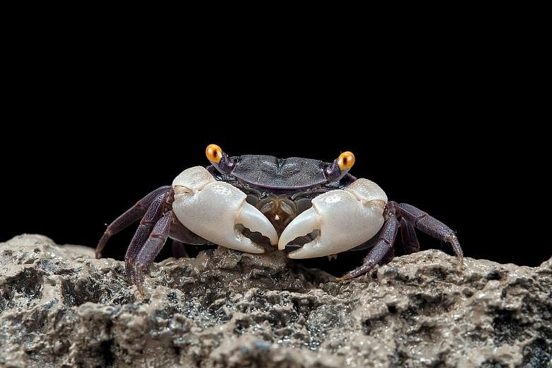 The discovery of the crab was made in the marine caves of Christmas Island, and it represented a new family, new genus and new species. Prof Ng said: "To find a new species is cool. To find a new genus is ecstatic. To find a new family - well - that 