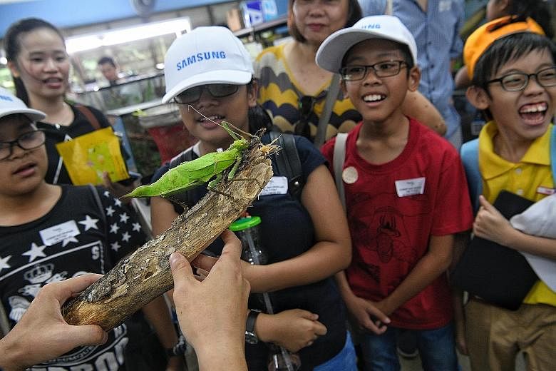 (From left) Mohd Elfrian Abdullah, 11; Nur Fadiah Abdul Mutalib,11; Rifqi Irfan, 11; and Tan Jun Hian, 10, getting a close look at a jungle nymph yesterday when the School Pocket Money Fund beneficiaries visited the insect room, which is not accessib