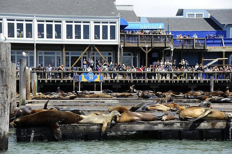 Everitt Aaron Jameson, 26, had intended to target San Francisco's busy Pier 39 - which gets around 10 million visitors a year - because he "knew it was a heavily crowded area". His plan involved the use of explosives that could "tunnel" or "funnel" p