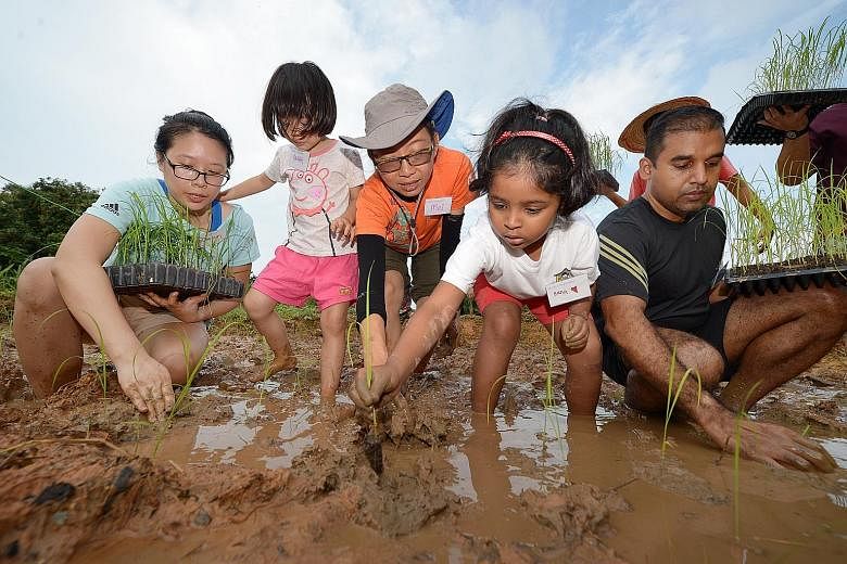 Understanding where staple foods like rice come from and the hard work needed to grow each grain is important, and there's no better way to learn about it than to go in ankle-deep into the rice field. At a rice-planting session yesterday in Lorong Ch