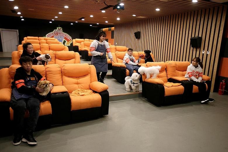 Staff of Cute Beast Pet Resort in Beijing and their pets settling down to watch a movie in a cinema for dogs. The pet products boom in China has stoked imports and boosted local business.