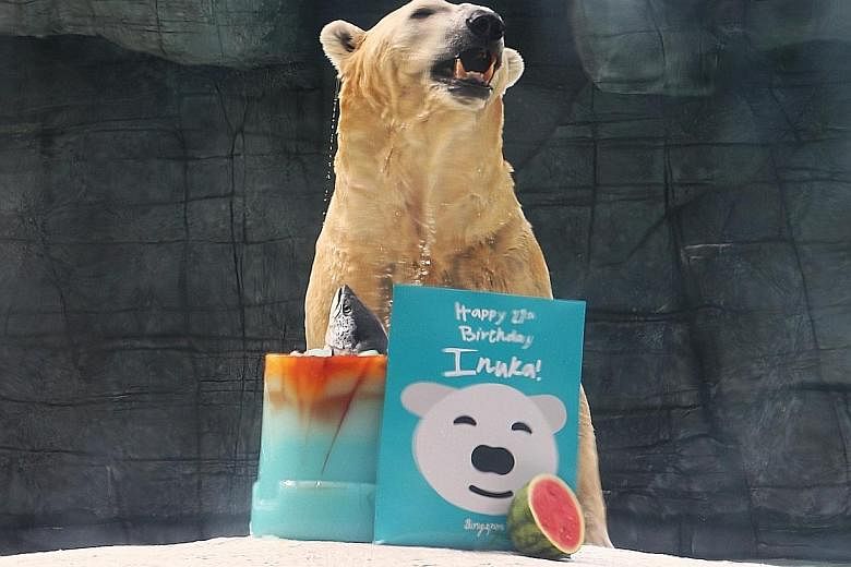 Inuka, the first polar bear to be born in the tropics, celebrated its 27th birthday yesterday with an ice cake that was given a local twist: Agar-agar was used to make the cake, which was topped with salmon. As a large crowd sang Happy Birthday, the 