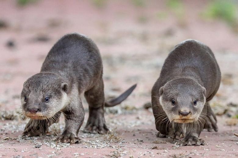 2 Lost Otter Pups Reunited With Bishan Family After Volunteers Came To 