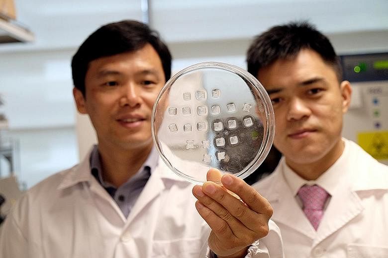 Professor Chen Peng (left) and Assistant Professor Xu Chenjie, the NTU team's two principal investigators, with the drug-laden, fat-burning skin patches.