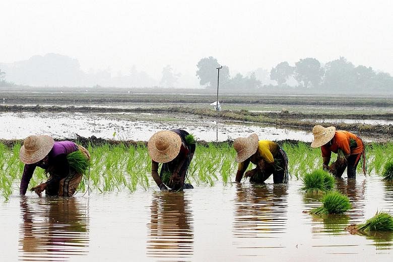Malaysian paddy farmers are up in arms over national rice agency Bernas' alleged failure to protect and promote the local industry, by favouring cheaper imported rice to bump up its own profits.