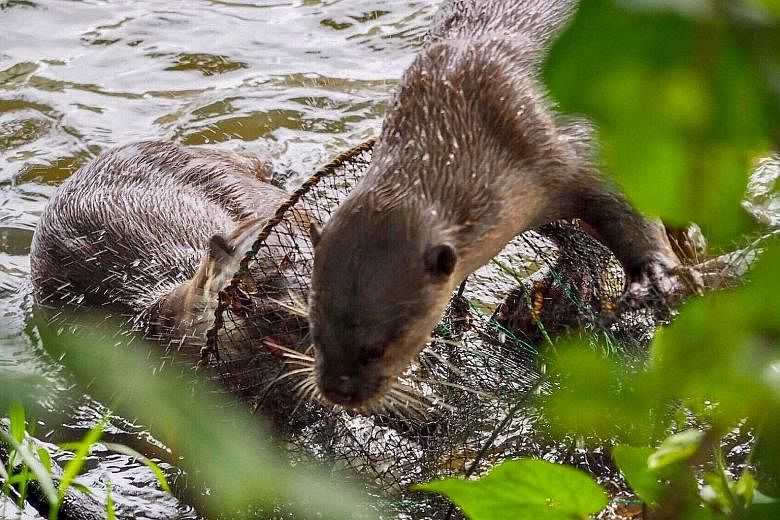 Otters were seen climbing on the trap in the waters near the Indoor Stadium. The otter watcher who spotted the trap informed PUB, which removed the cage with the help of community group OtterWatch.