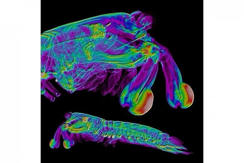 This image is an X-ray computed tomography (CT) scan of a stomatopod, commonly known as a mantis shrimp. Mantis shrimps are aggressive crustaceans that hunt shellfish by cracking open their hard shells using tough, impact-resistant and ultra-fast bio