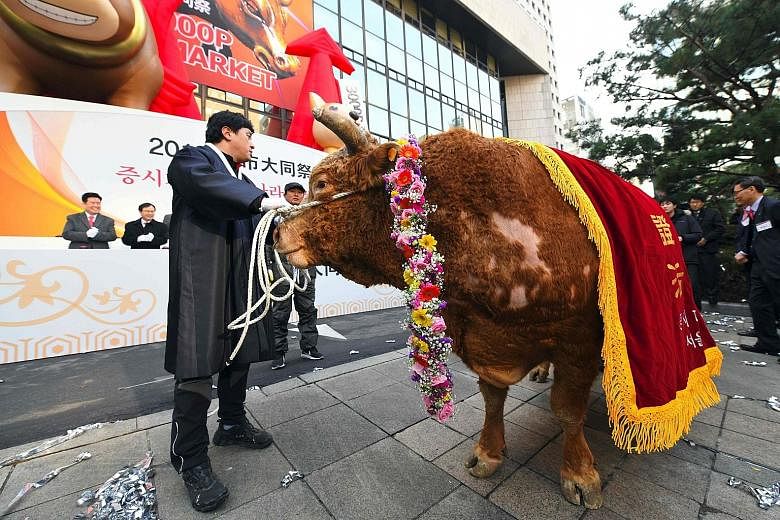 A bull brought in for a New Year ceremony at the Korea Stock Exchange in Seoul on Tuesday. South Korea's per capita GDP is set to reach US$32,000 (S$42,460) this year, if all goes well with President Moon Jae In's economic policy plan, but there is a