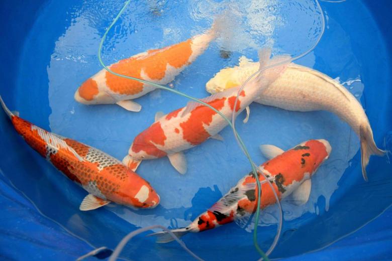 The Koi story A priceless Japanese fish make a splash The Straits Times