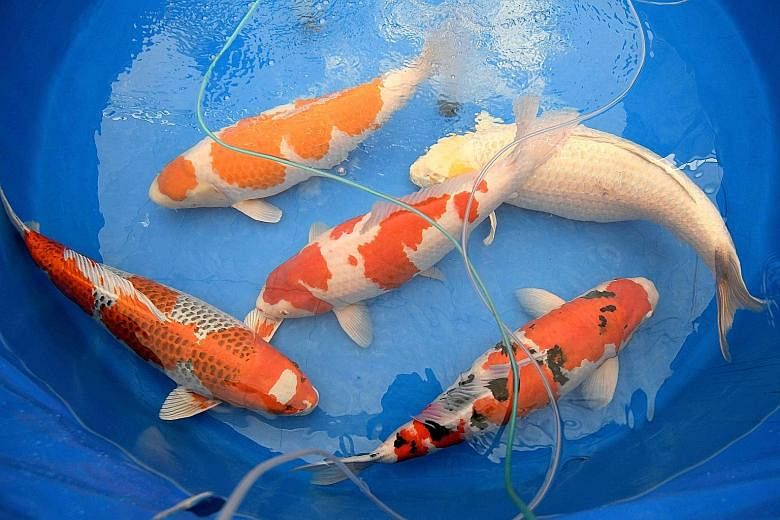 Today, Japanese exports of koi fish are booming - 90 per cent of domestic production is exported and sold at auctions.
