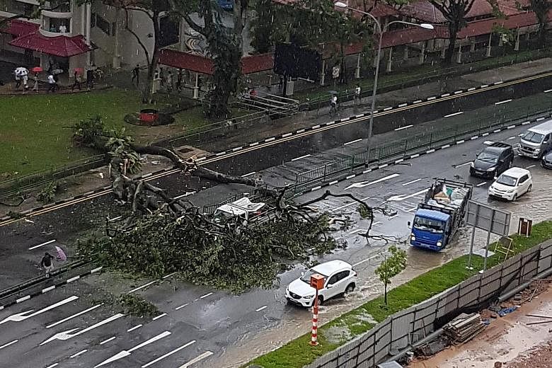 The tree fell in Lorong 6 Toa Payoh yesterday morning after the National Environment Agency warned of thundery showers with gusty winds.