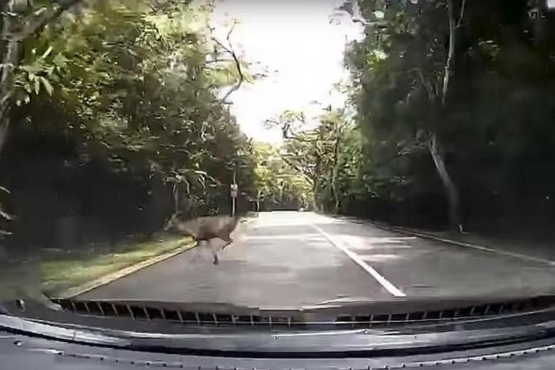 In a still from a dashcam video sent to The Straits Times by reader Donn Soh, the animal makes a sudden dash across the road in a split-second appearance.