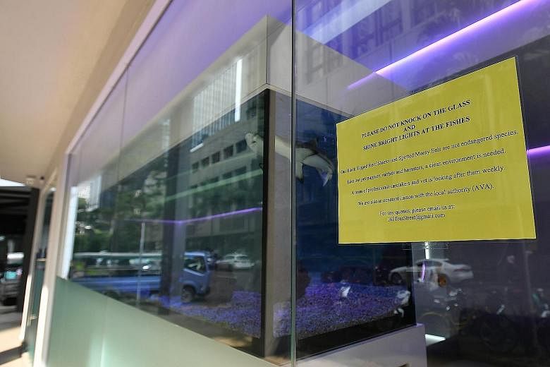 The three juvenile blacktip reef sharks in the aquarium at Braces & Implant Dental Centre in Tanjong Pagar, and a sign (below) urging visitors not to knock on the glass, as it could disturb the sharks.